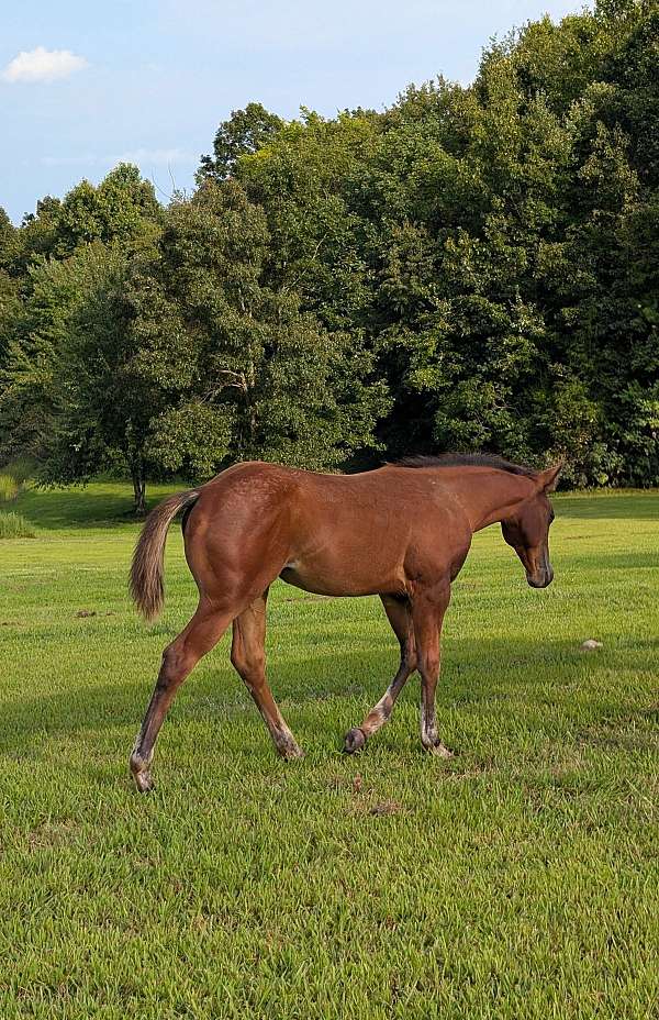 finished-cutting-filly