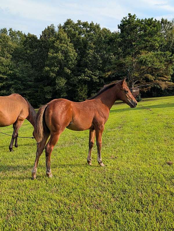 finished-ranch-filly