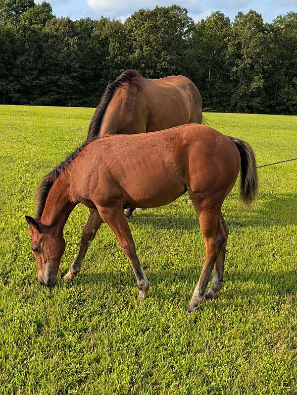 finished-reiner-filly