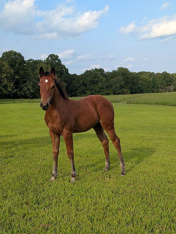 finished-reining-filly
