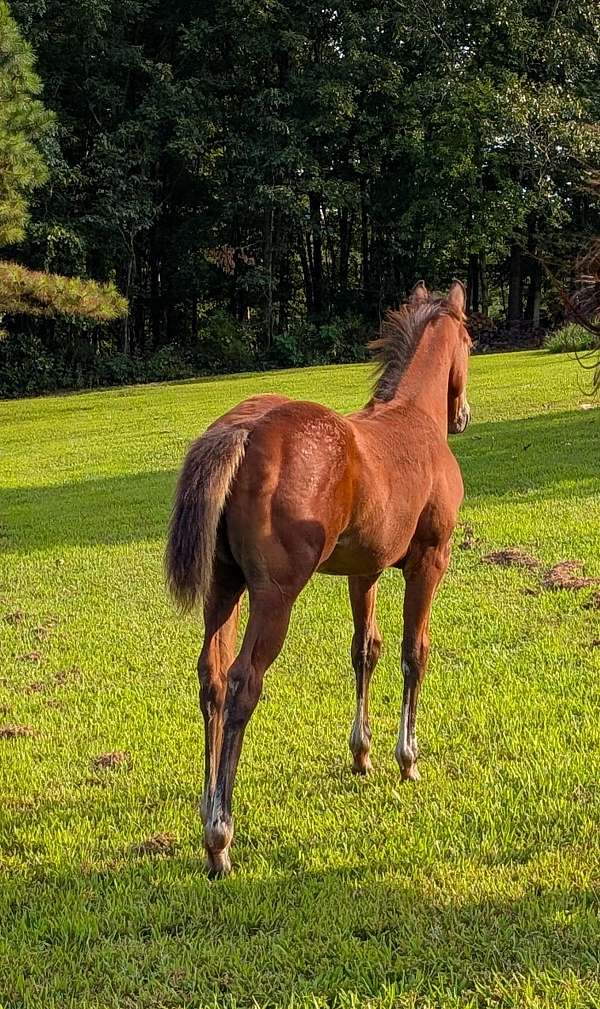 friendly-filly