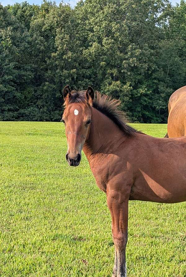 good-all-around-filly