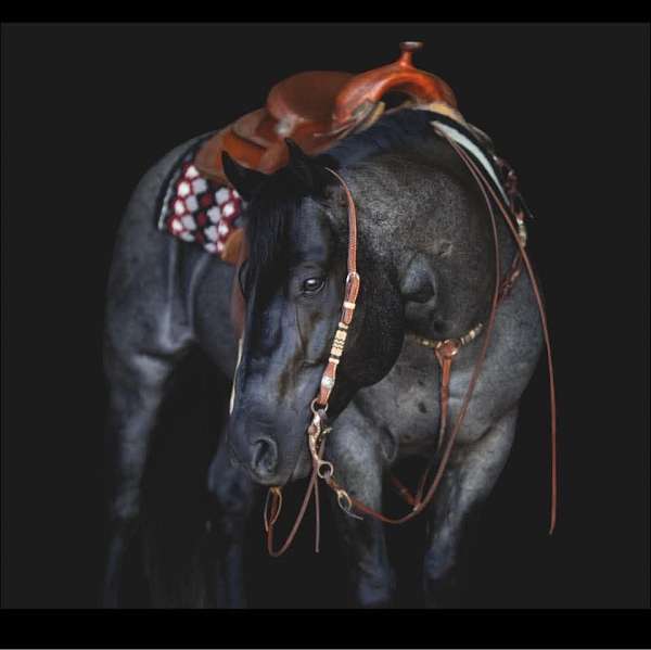 spunky-filly