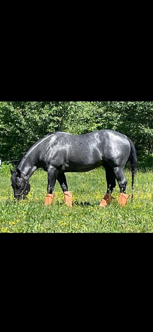 trail-prospect-filly