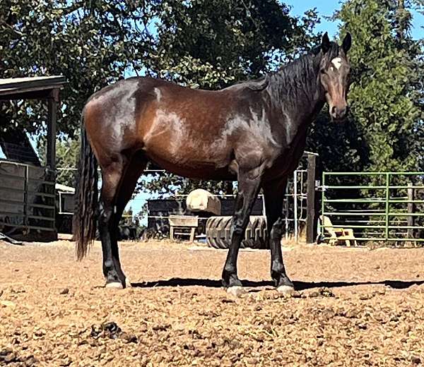 warmblood-gelding