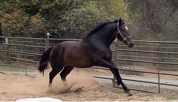 warmblood-horse-for-sale