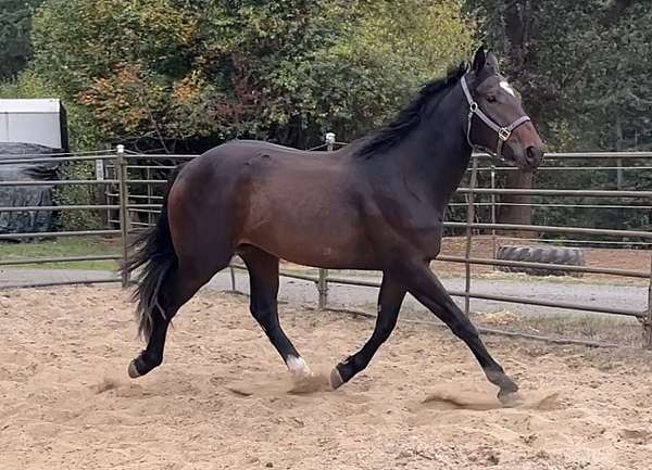 warmblood-horse