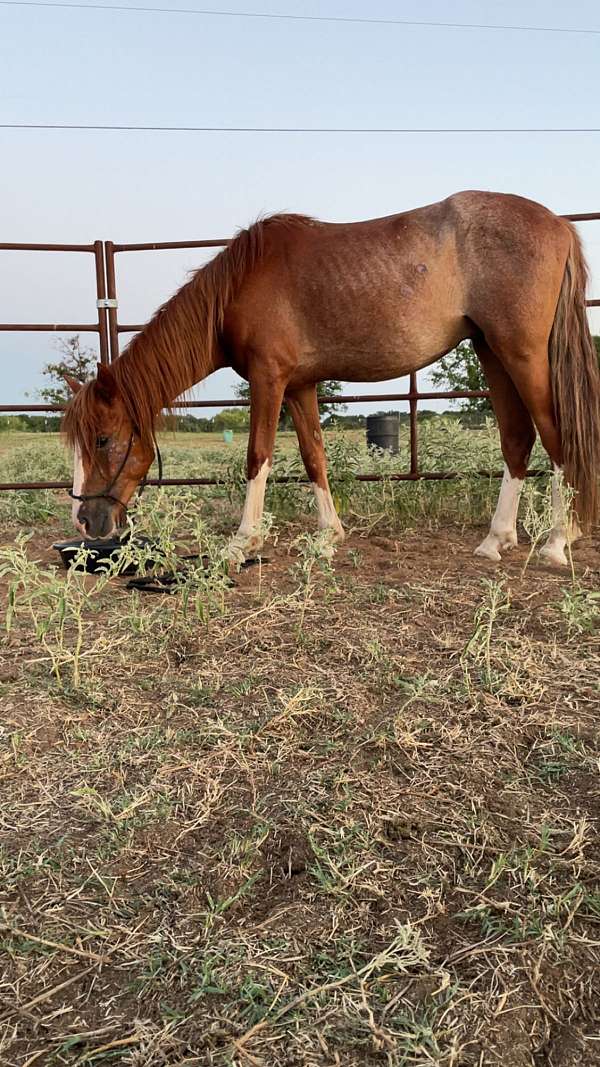 red-roan-yearling