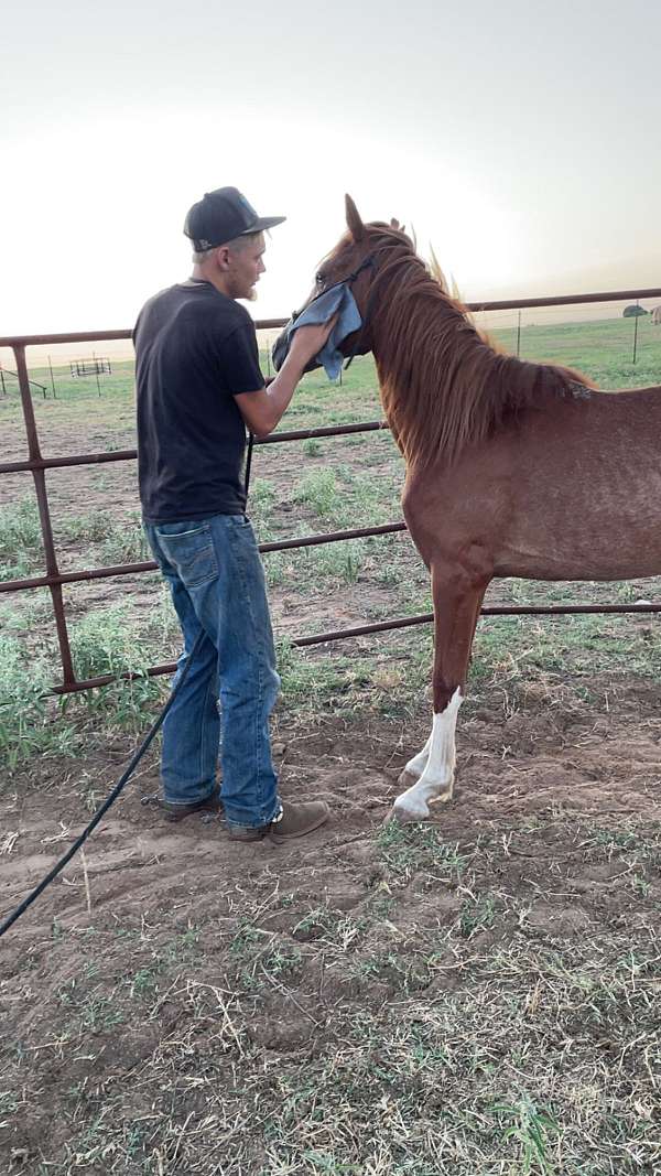 red-roan-roan-pony-yearling