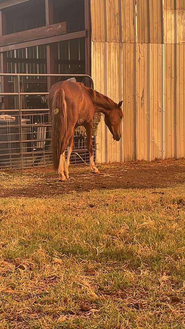 halter-project-yearling