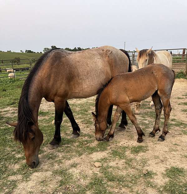 bay-roan-friesian-horse