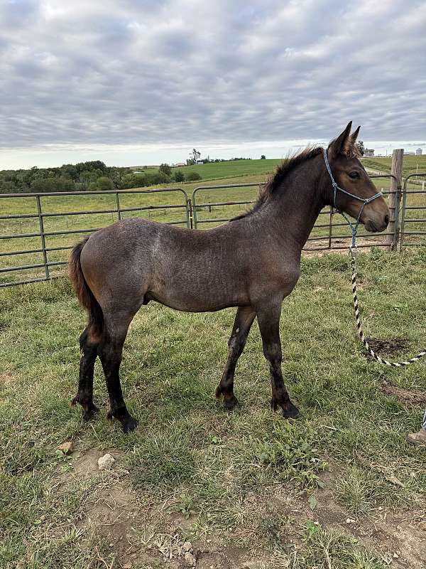 bay-roan-friesian-colt