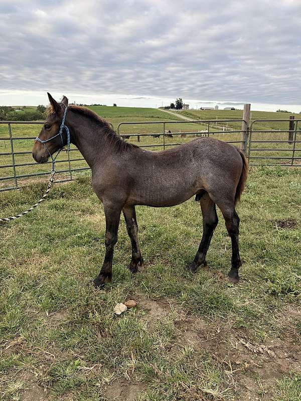 bay-roan-fshr-colt