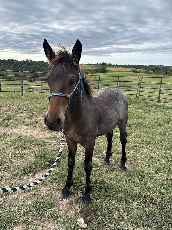 bay-roan-fshr-horse