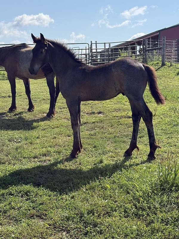 friesian-cross-horse
