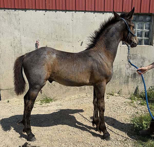 draft-cross-friesian-horse