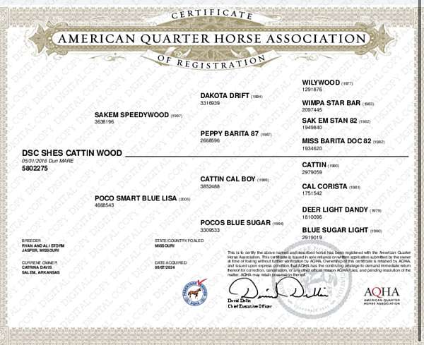 bay-dun-beginner-horse