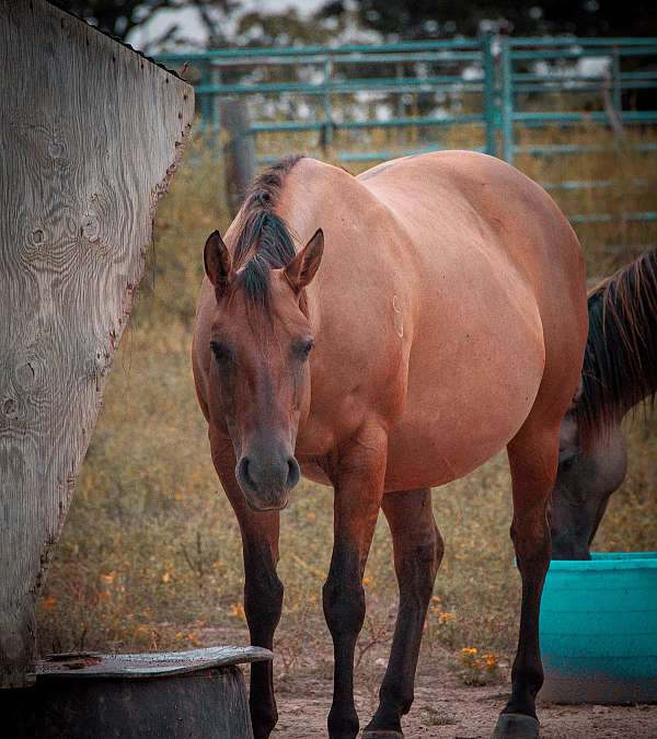 bay-dun-experienced-horse