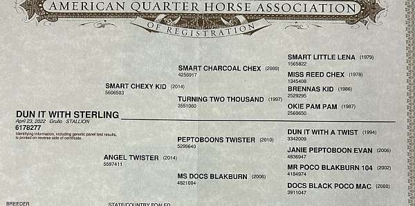bay-dun-performance-horse