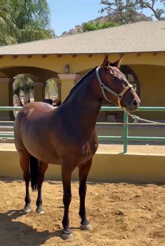breeding-andalusian-horse