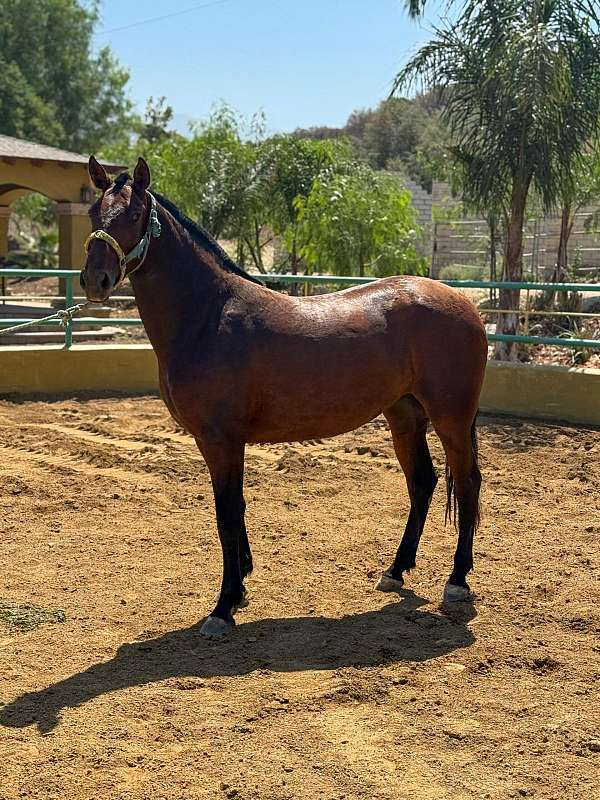 dressage-andalusian-horse