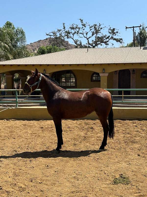 andalusian-horse