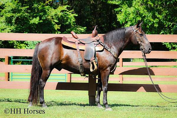 working-ca-kentucky-mountain-horse