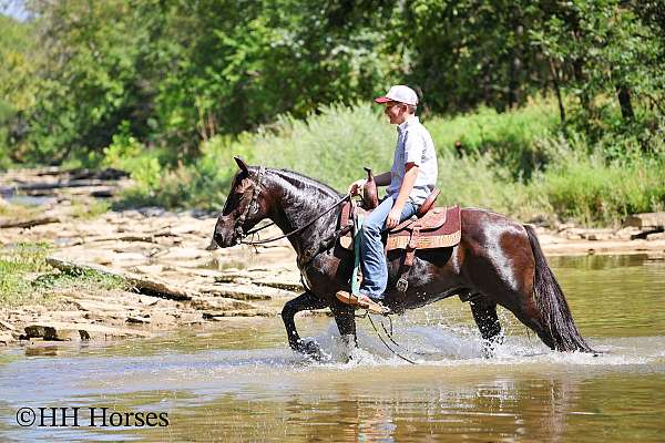 all-around-kentucky-mountain-horse