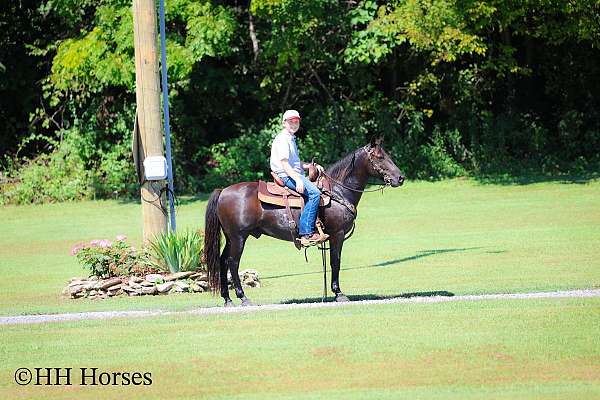 beginner-kentucky-mountain-horse