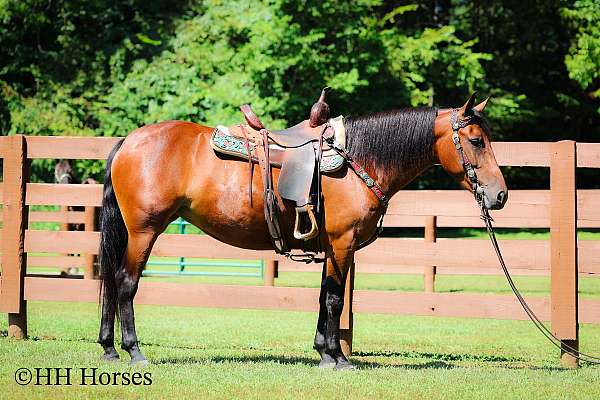 all-around-friesian-horse