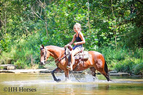 athletic-friesian-horse