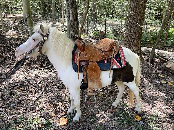 grulla-harness-pony