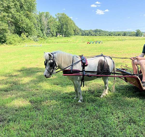 grulla-amhr-pony