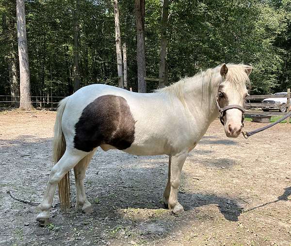 amhr-paint-pony