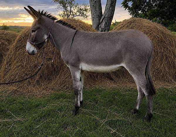 donkey-for-sale