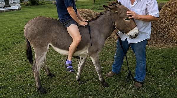 donkey-stallion