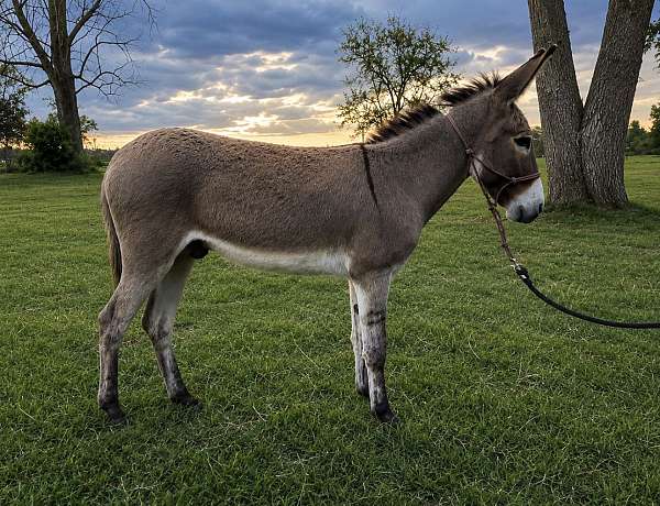 donkey