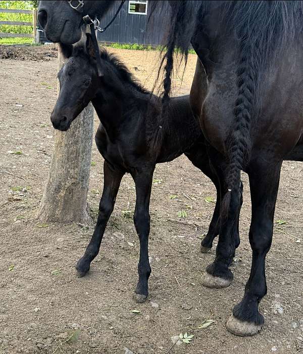 black-pinto-barock-colt