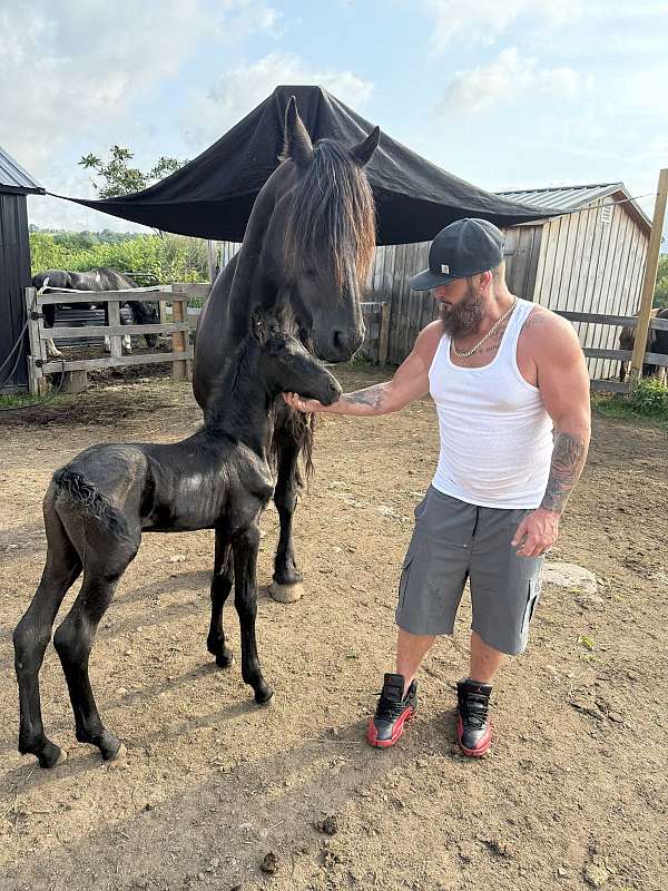 black-pinto-barock-mare