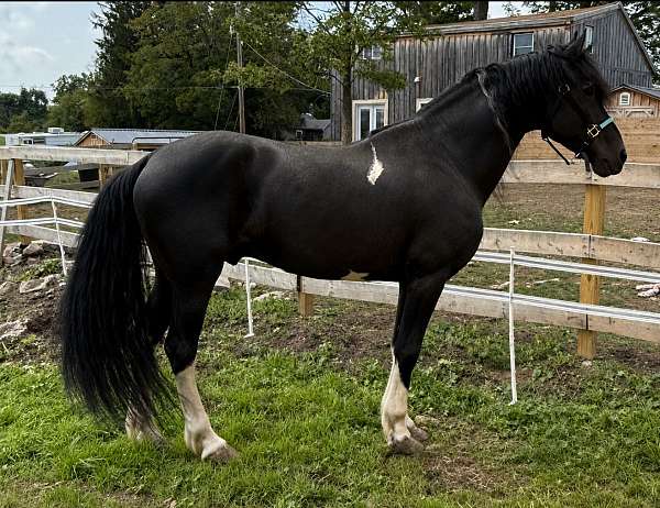 black-pinto-barock-foal