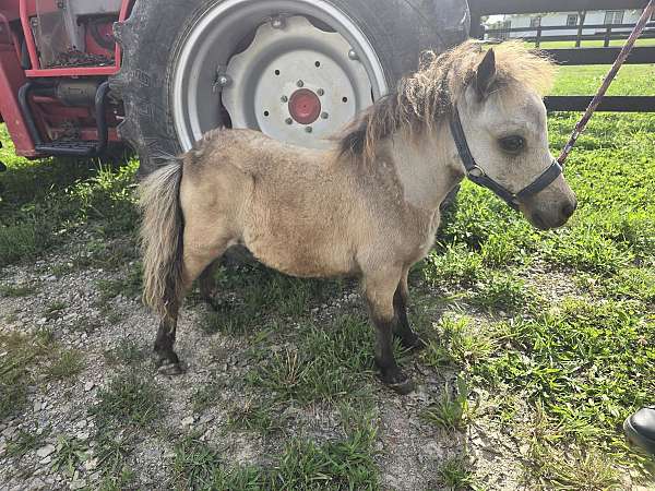 buckskin-miniature-mare