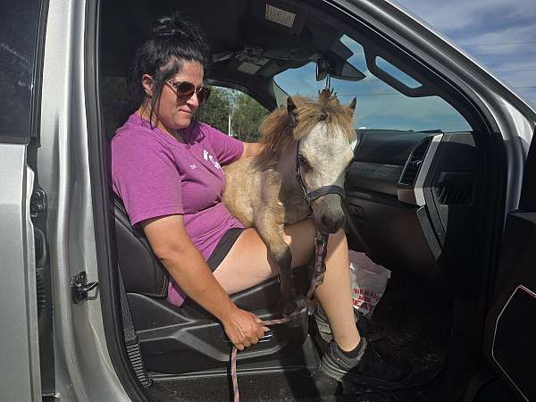 halter-miniature-horse