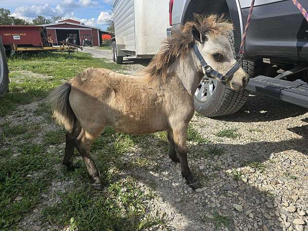 buckskin-halter-horse
