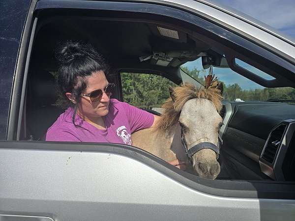 babies-miniature-horse