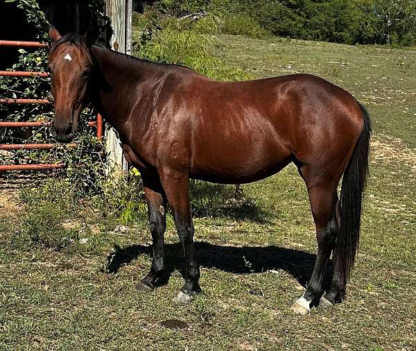 jazzy-socks-quarter-horse