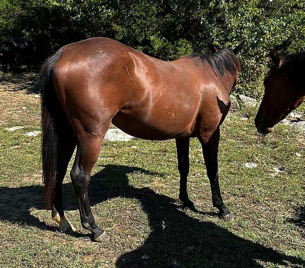 son-of-doc-quarter-horse