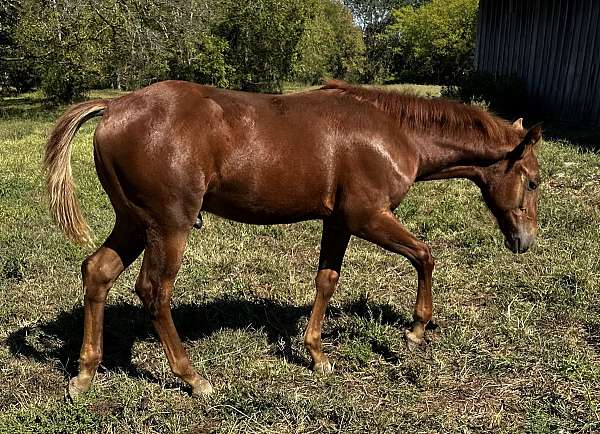jose-uno-quarter-horse