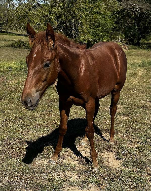 jose-uno-horse