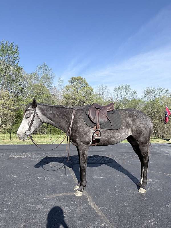 all-around-thoroughbred-horse