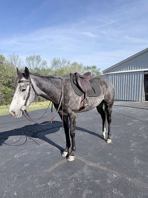 all-around-mare